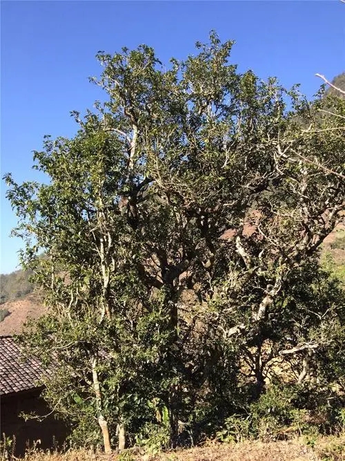 2023年寧洱擺尾箐古樹春茶價(jià)格是多少？