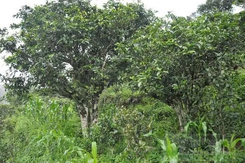 2023年鎮(zhèn)沅老海塘古樹春茶特點(diǎn) 是什么？