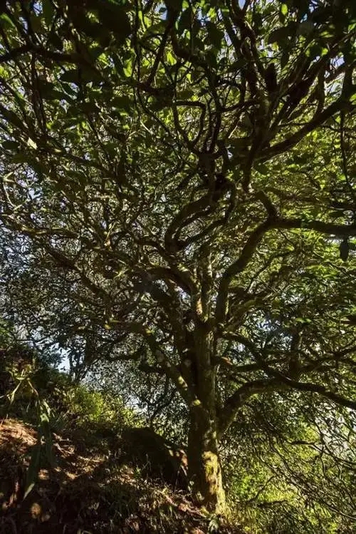 2023年鎮(zhèn)沅老烏山古樹春茶品質(zhì)如何？