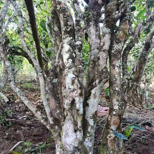 2023年鎮(zhèn)沅老烏山古樹春茶價(jià)格是多少？