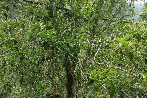 2023年千家寨古樹(shù)春茶口感怎么樣？