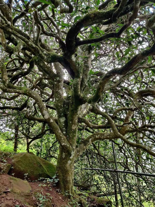 2023年千家寨古樹(shù)春茶品質(zhì)如何？