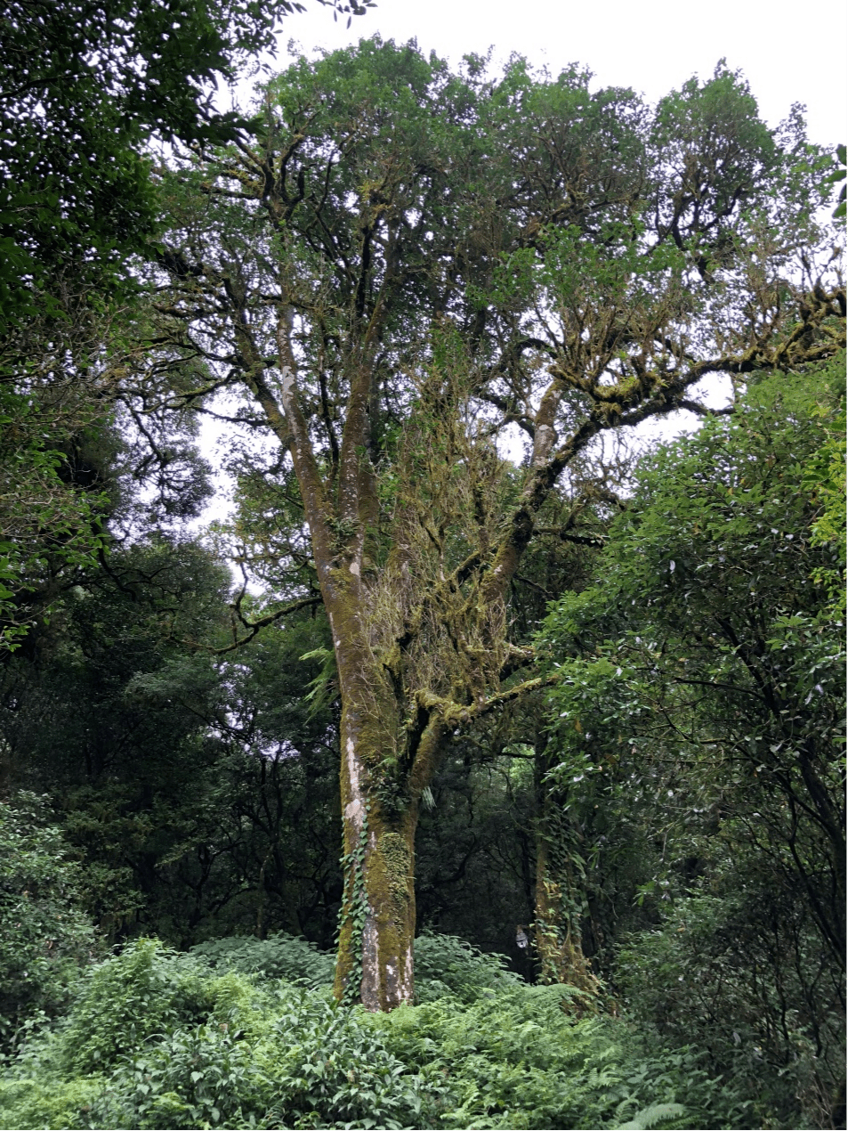 2023年千家寨古樹春茶價(jià)格是多少？