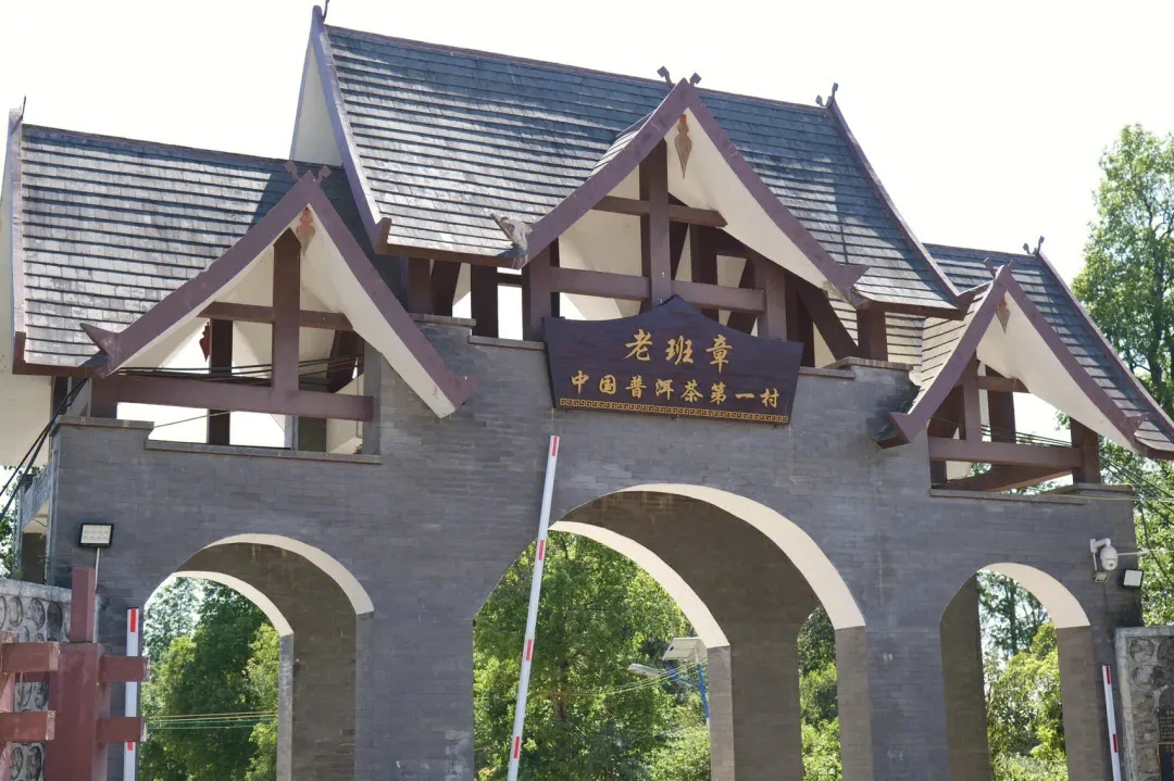 2024年老班章古樹(shù)春茶價(jià)格是多少？