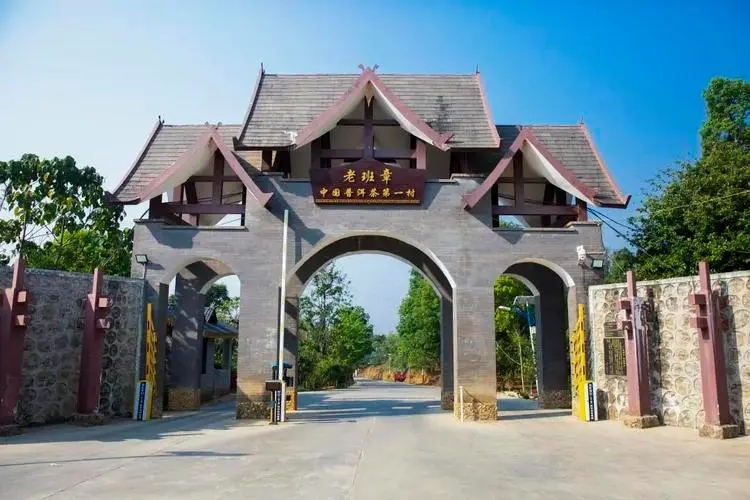 2024年老班章古樹(shù)春茶口感是什么？