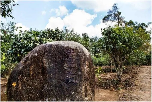 2024年老班章古樹(shù)春茶多少一公斤？