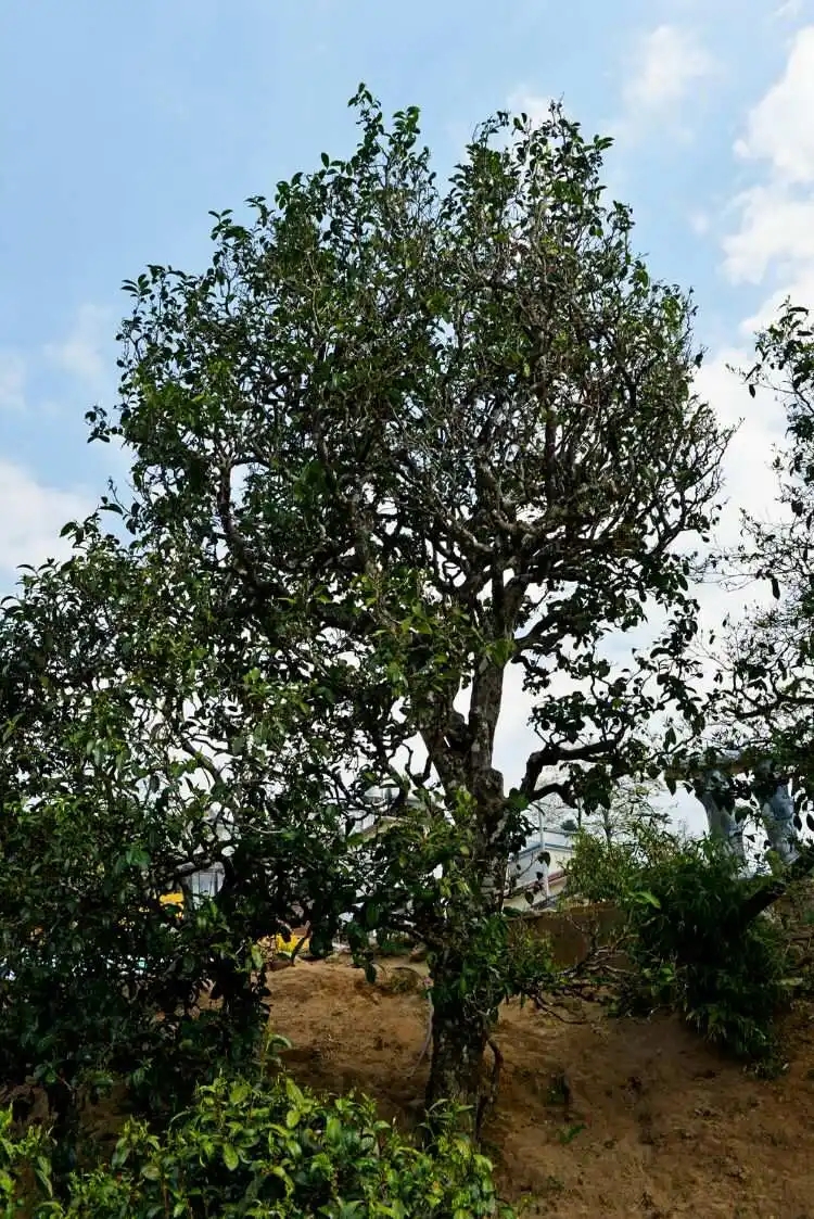 2024年冰島老寨古樹(shù)春茶口感是什么？