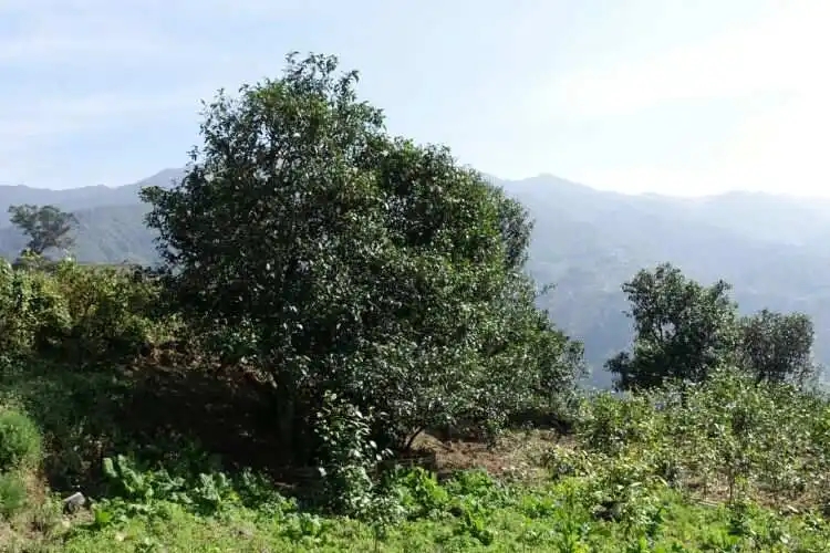 2024年冰島老寨古樹(shù)春茶特點(diǎn)是什么？