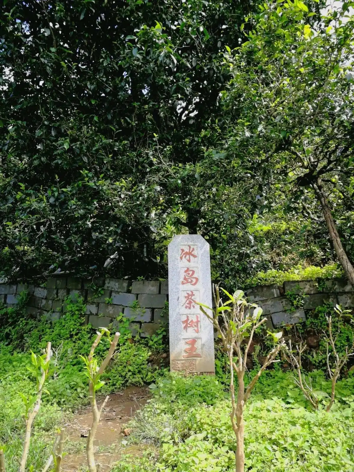 2024年冰島老寨古樹(shù)春茶價(jià)格多少？