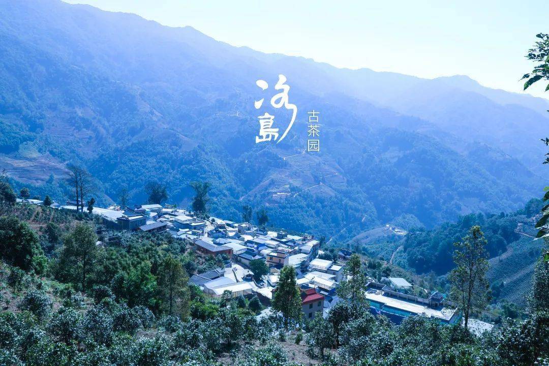 2024年冰島老寨古樹(shù)春茶多少錢(qián)一公斤？