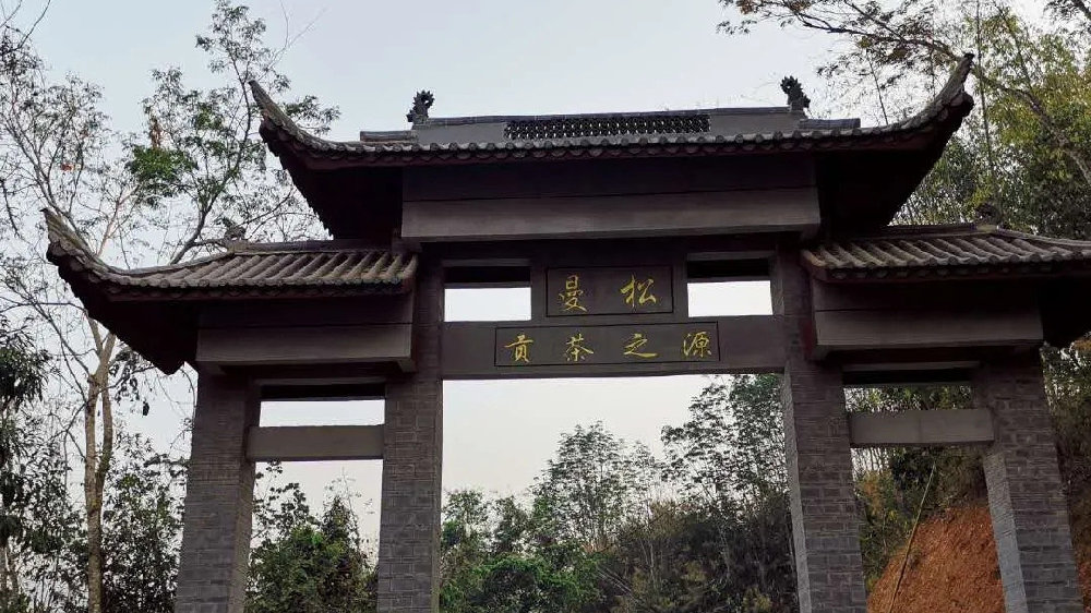 2024年曼松古樹(shù)春茶品質(zhì)如何？