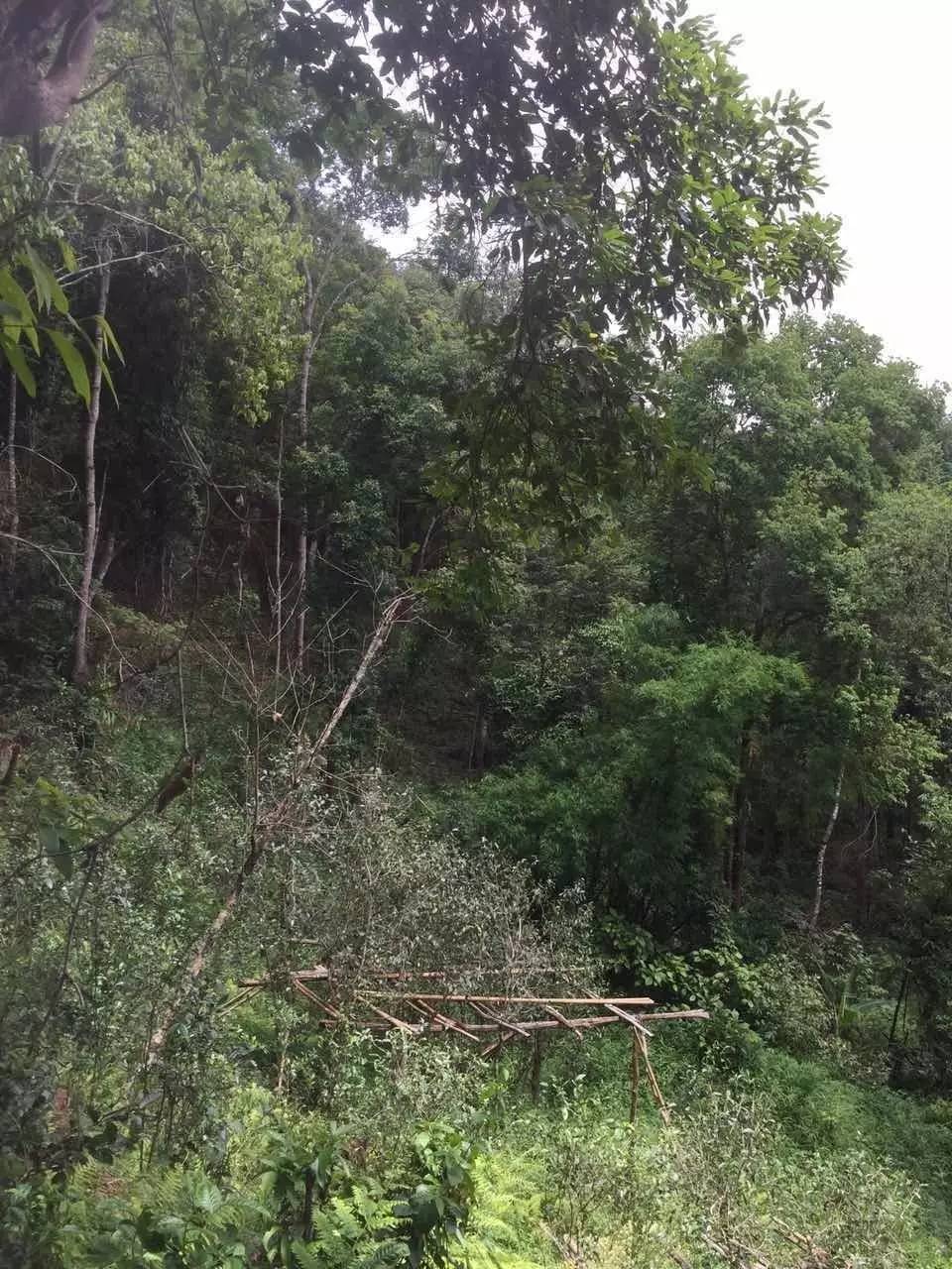 2024年曼松古樹(shù)春茶特點(diǎn)是什么？