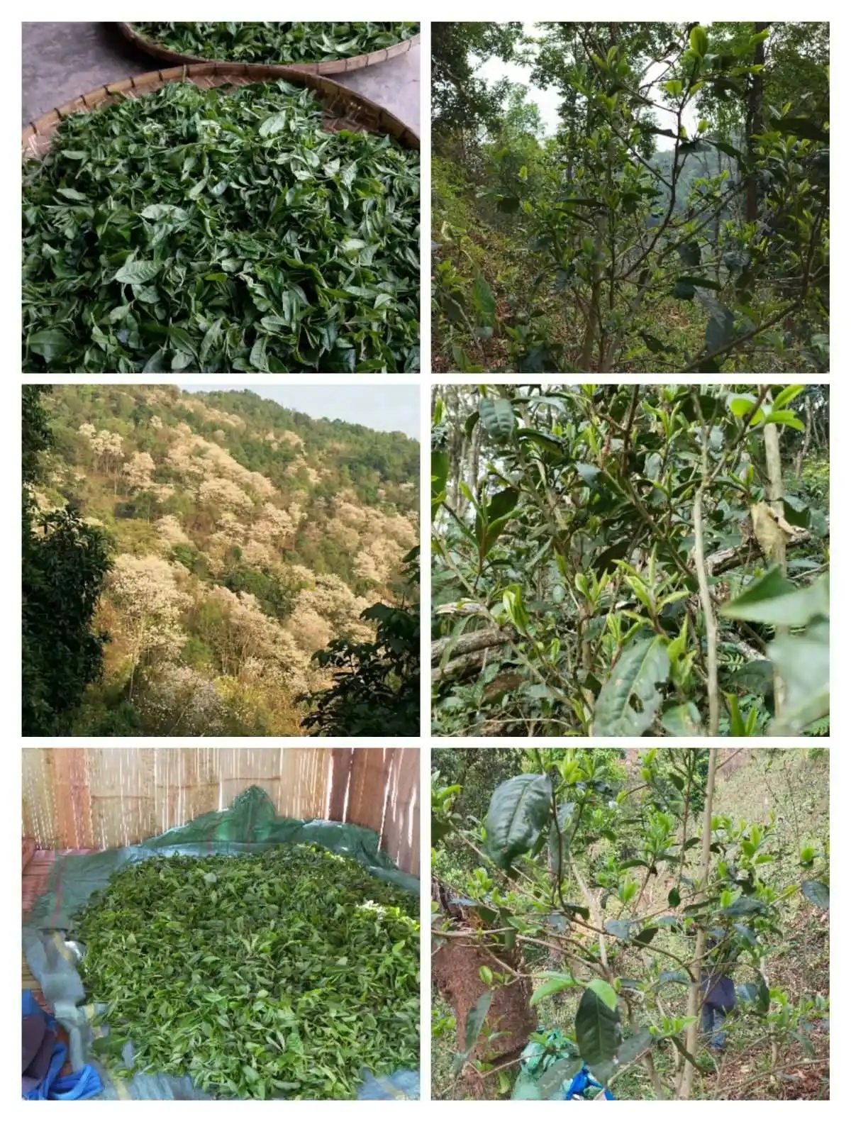 2024年曼松古樹(shù)春茶價(jià)格是多少？