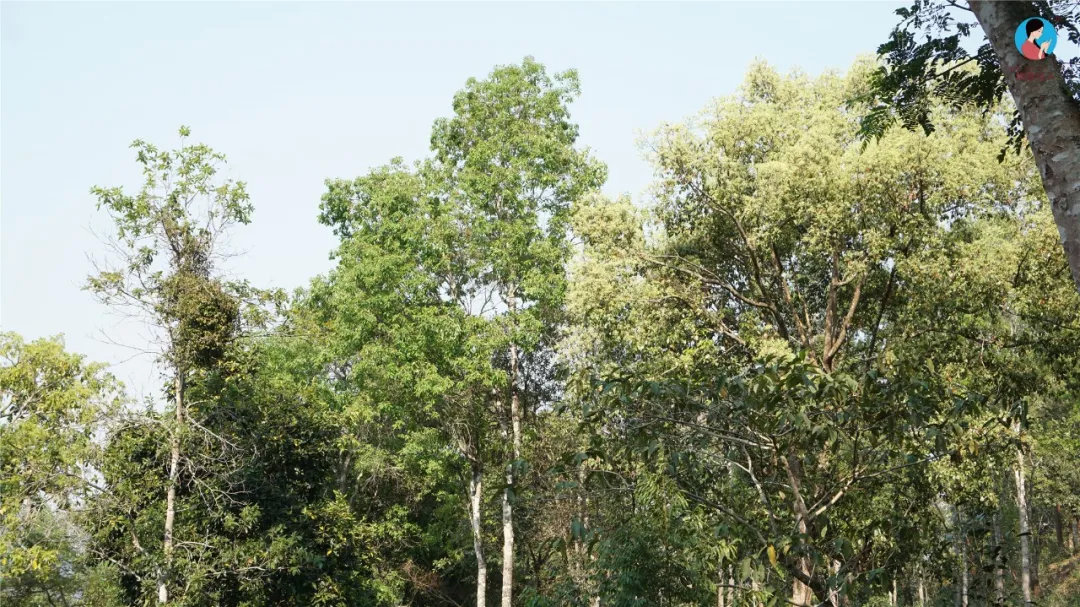 2024年曼松古樹(shù)春茶多少錢(qián)一公斤？