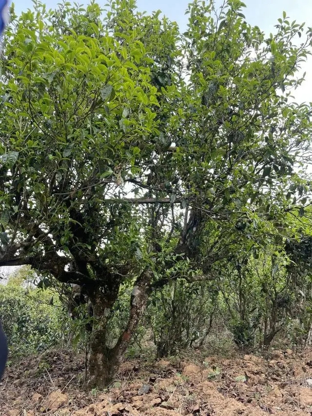 2024年薄荷塘古樹(shù)春茶價(jià)格是多少？