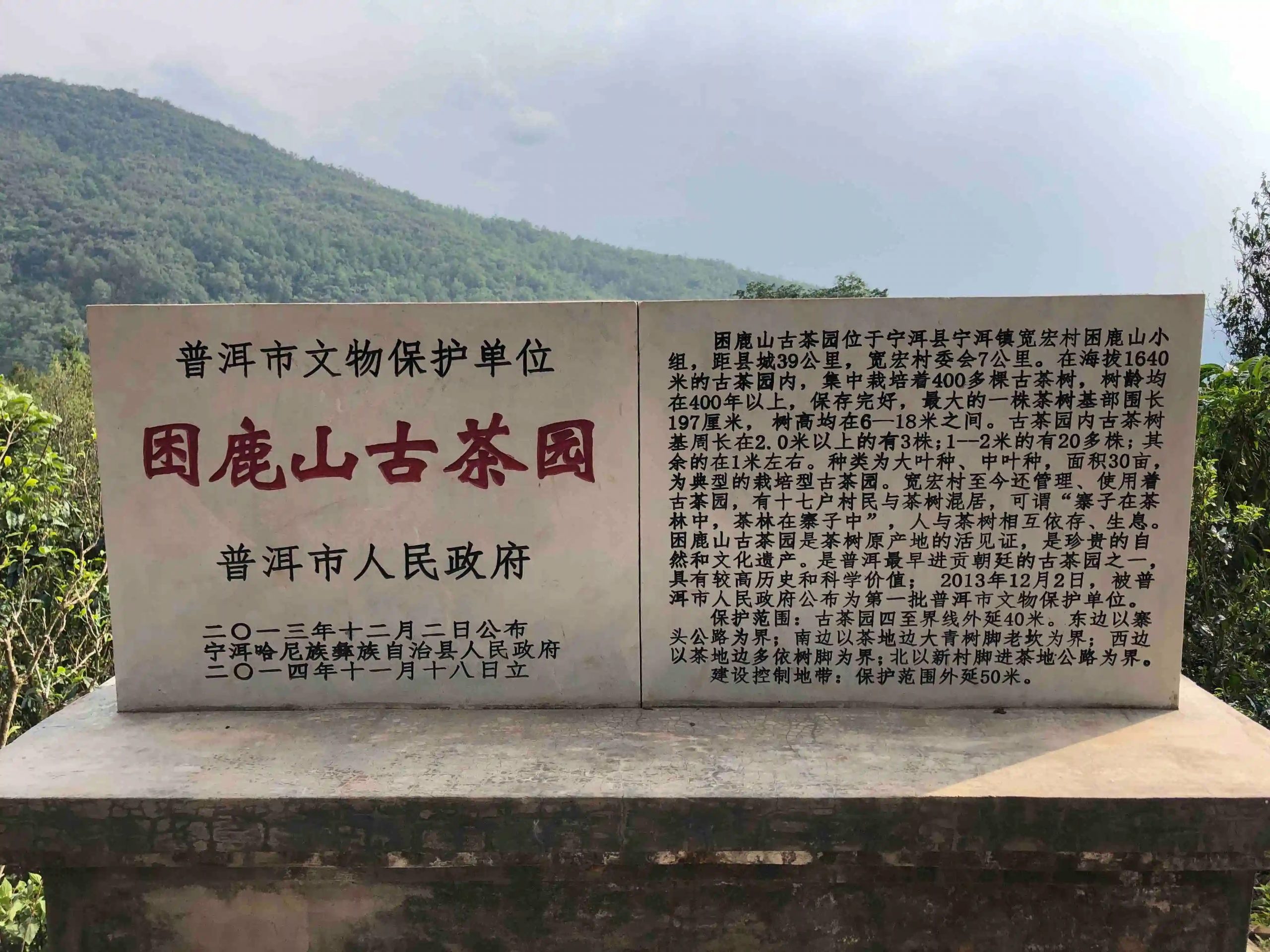 2024年困鹿山古樹春茶品質(zhì)怎么樣？