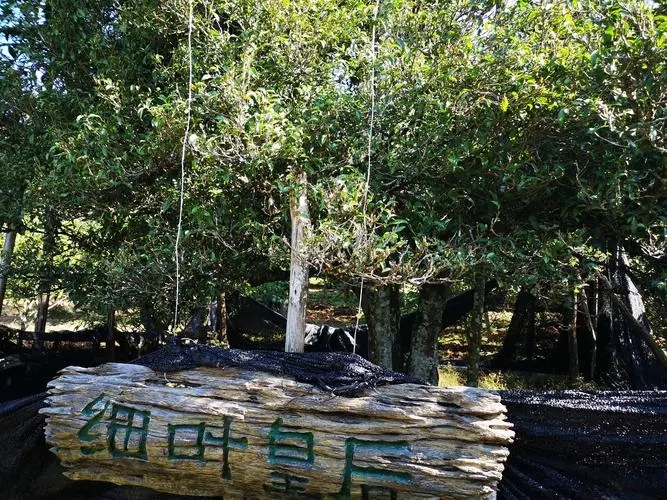 2024年困鹿山古樹春茶口感如何？