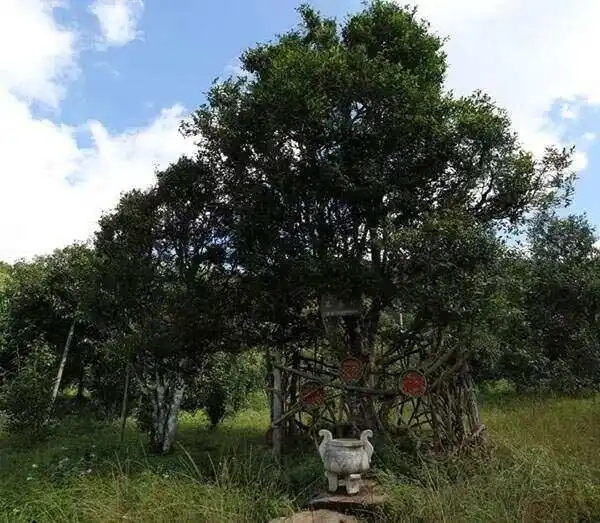 2024年困鹿山古樹春茶價格是多少？