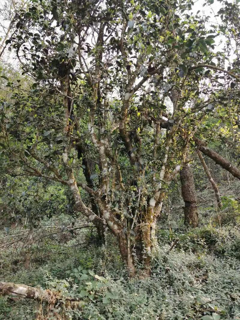 2024年迷帝古樹春茶口感如何?