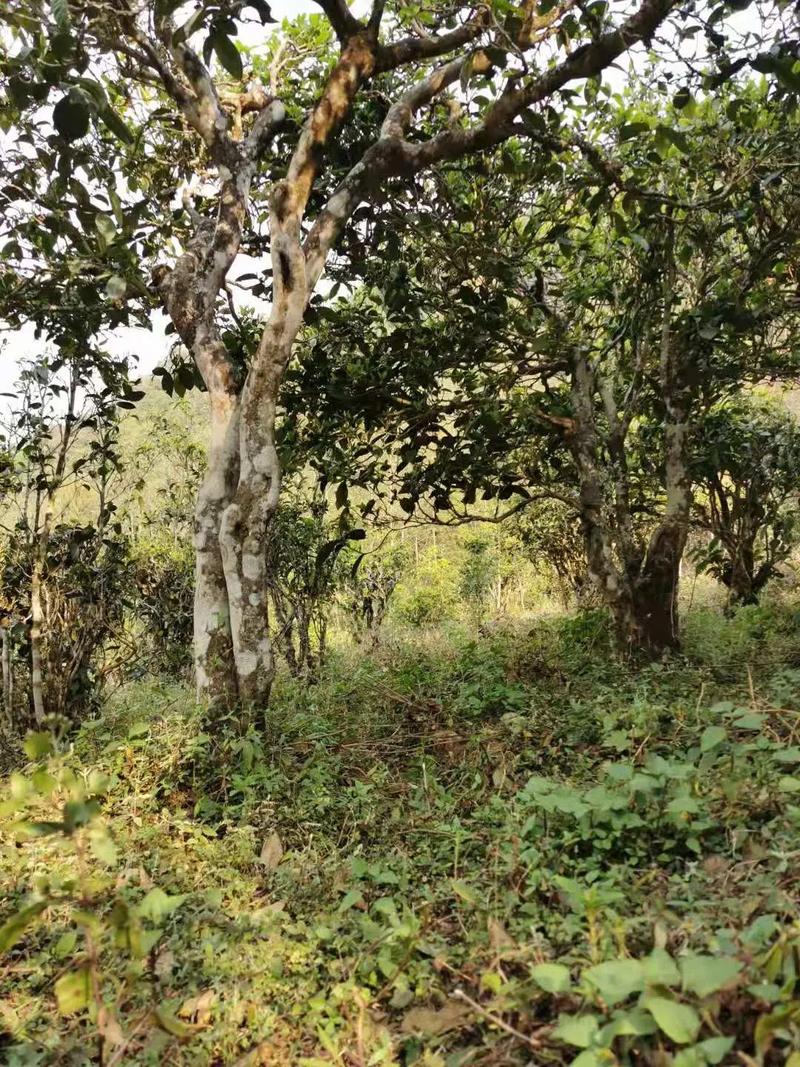 2024年迷帝古樹春茶品質(zhì)怎么樣？