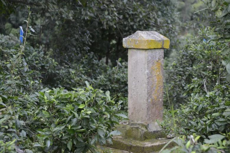 2024年迷帝古樹春茶價格是多少？