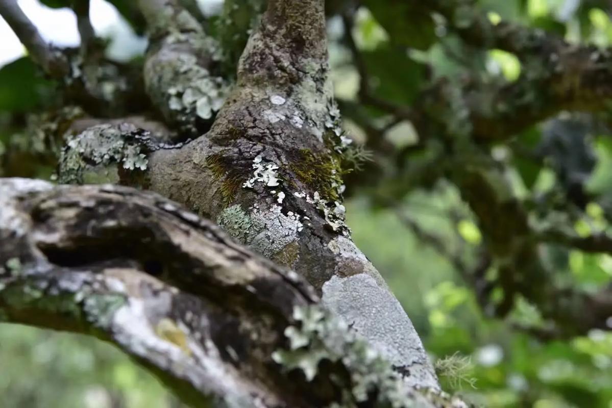 2024年迷帝古樹春茶多少錢一公斤？