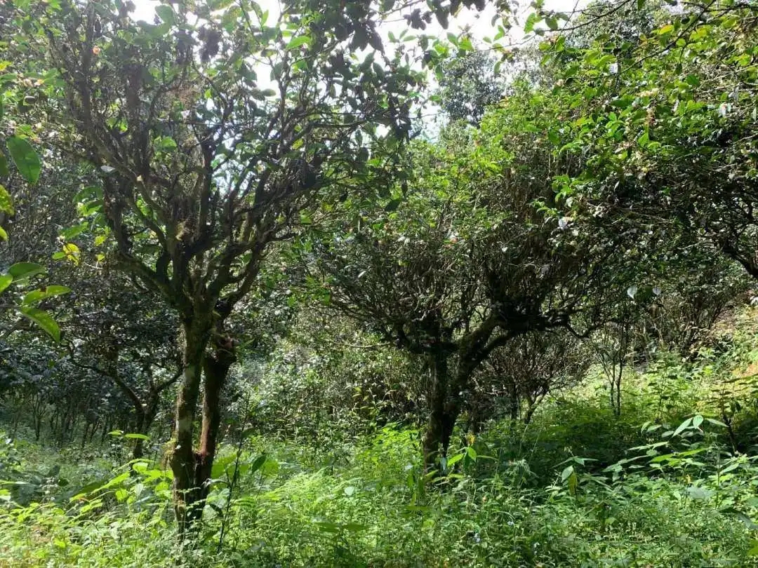 2024年墨江鳳凰窩古樹春茶品質(zhì)怎么樣？