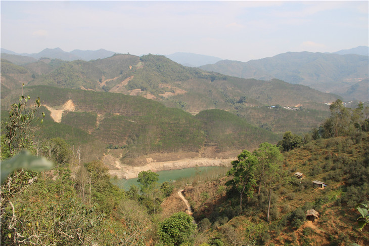 2024年昔歸古樹春茶口感是什么？