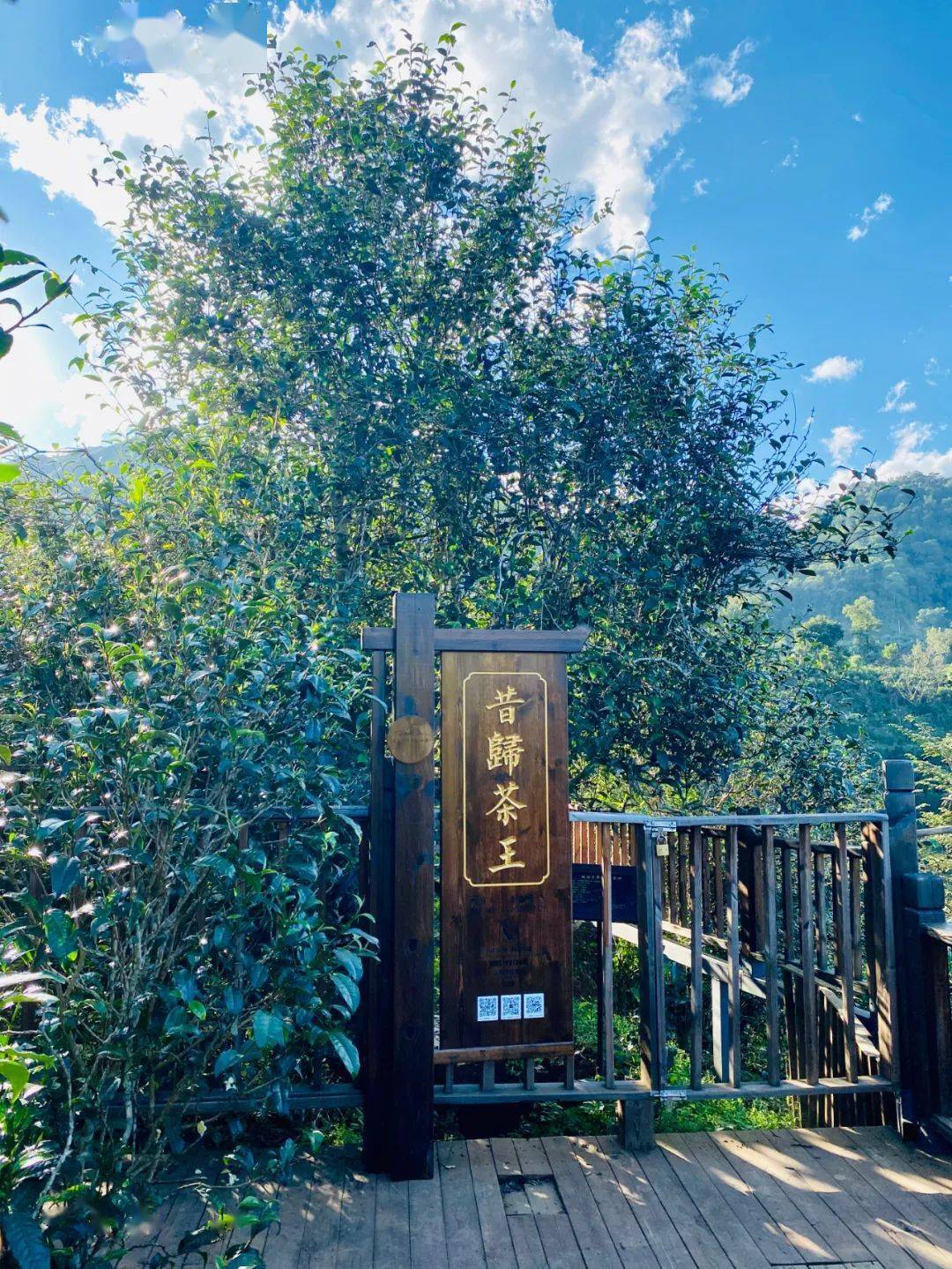 2024年昔歸古樹春茶品質(zhì)如何？