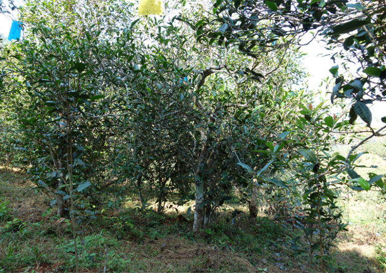 2024年昔歸古樹春茶多少錢一公斤？