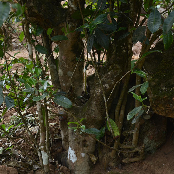 2024年磨烈古樹春茶口感怎么樣？