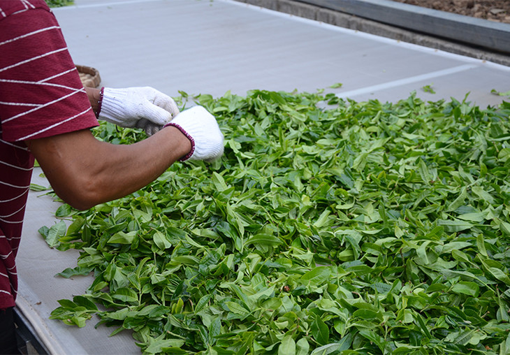 2024年磨烈古樹春茶特點是什么？