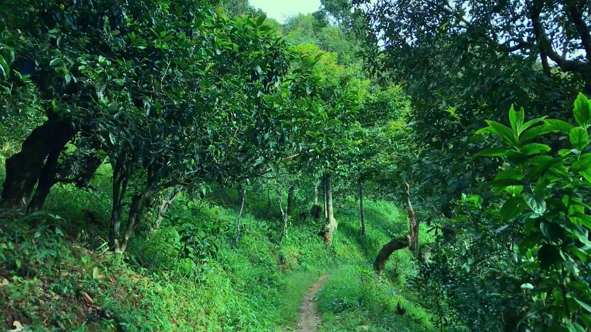 2024年磨烈古樹春茶品質(zhì)如何？