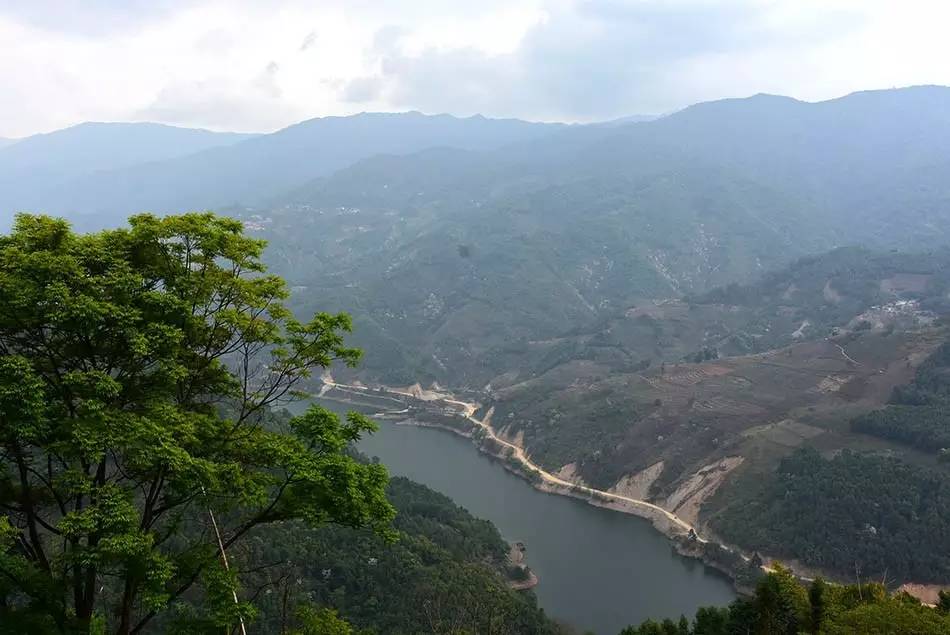 2024年磨烈古樹春茶多少錢一公斤？