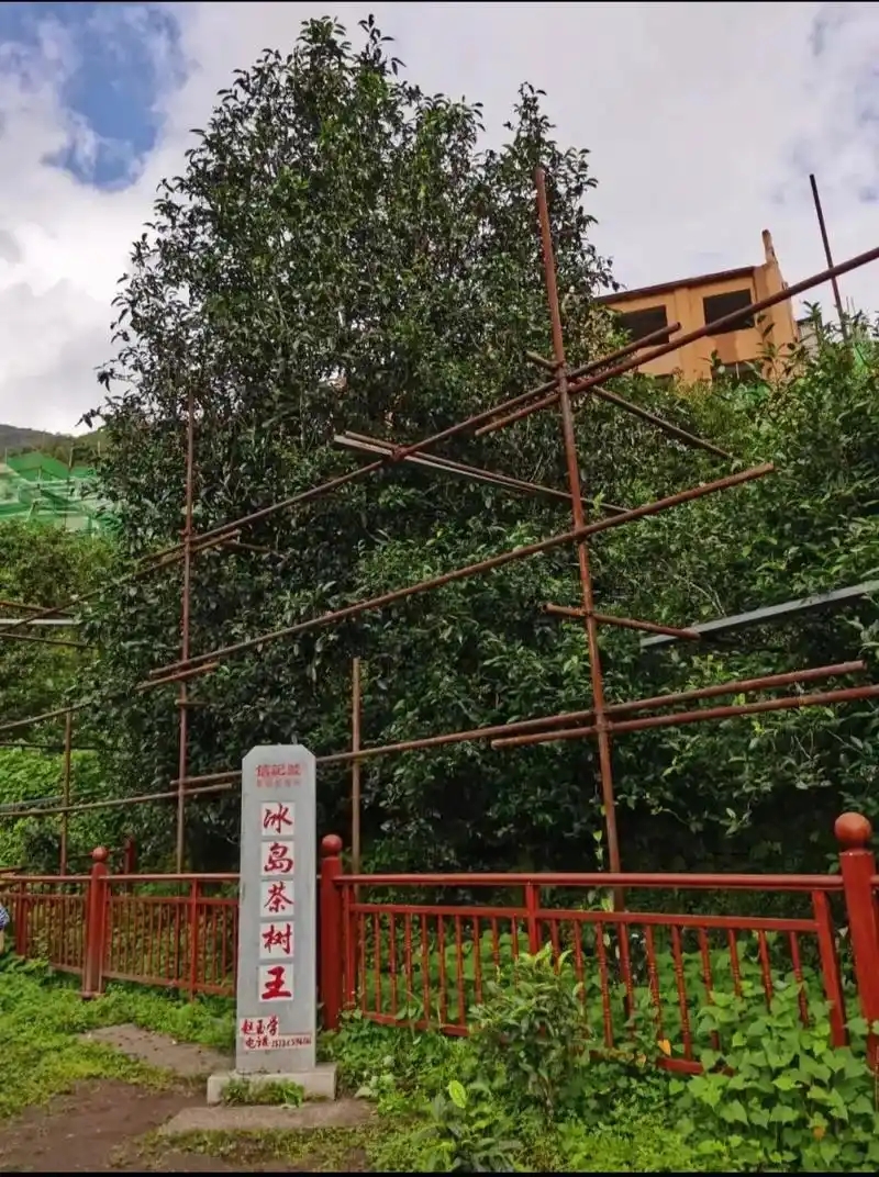 冰島老寨詳細(xì)介紹口感！