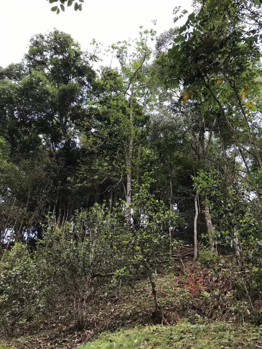 2025年易武古樹(shù)春茶口感如何？