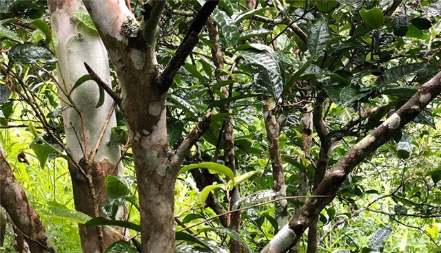 2025年易武古樹(shù)春茶品質(zhì)怎么樣？