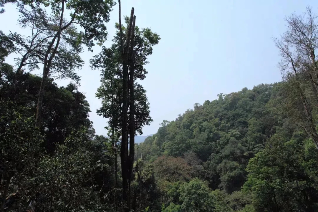 2025年易武古樹(shù)春茶多少錢(qián)一公斤？