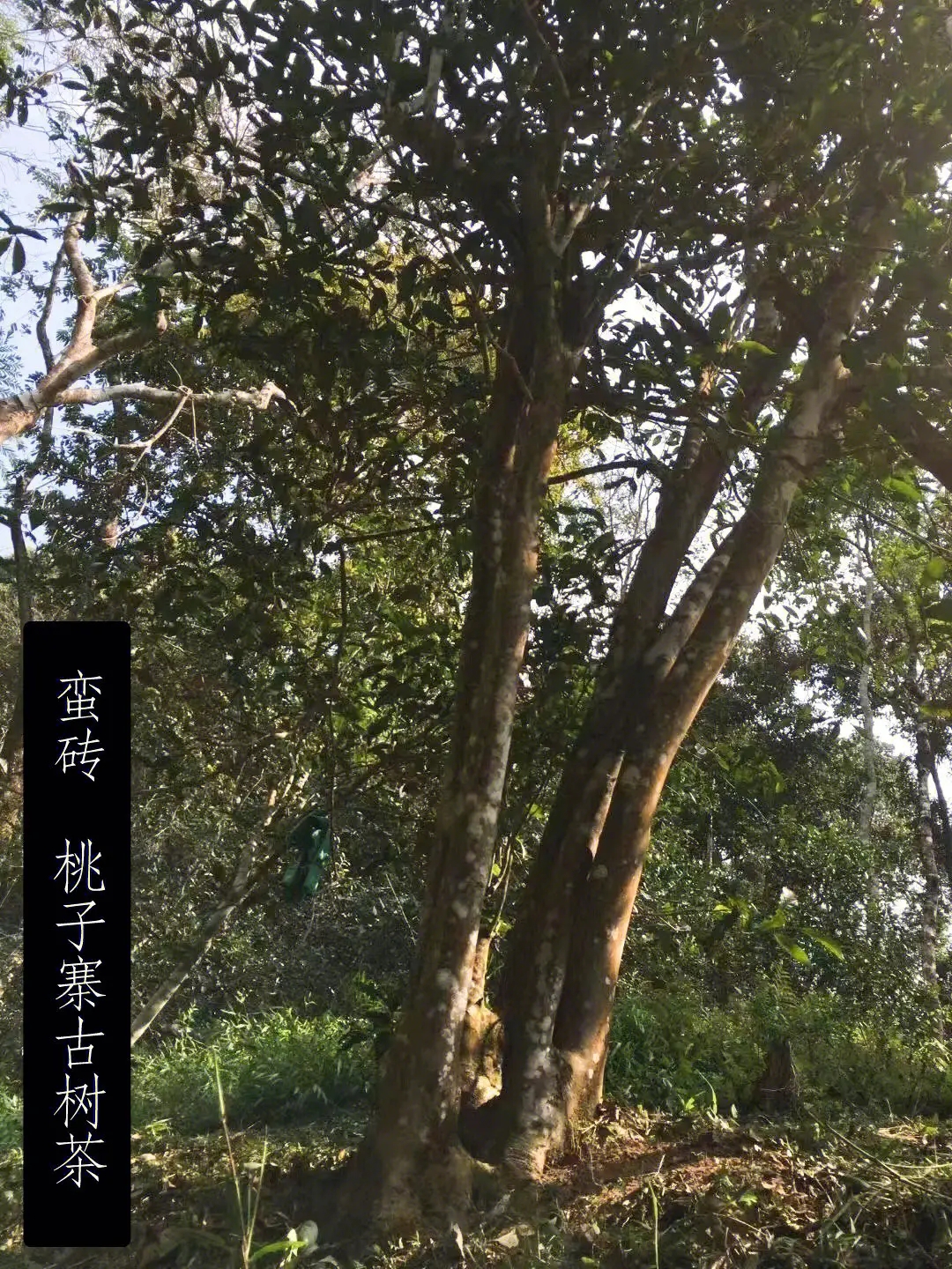 2025年蠻磚古樹(shù)春茶口感怎么樣？