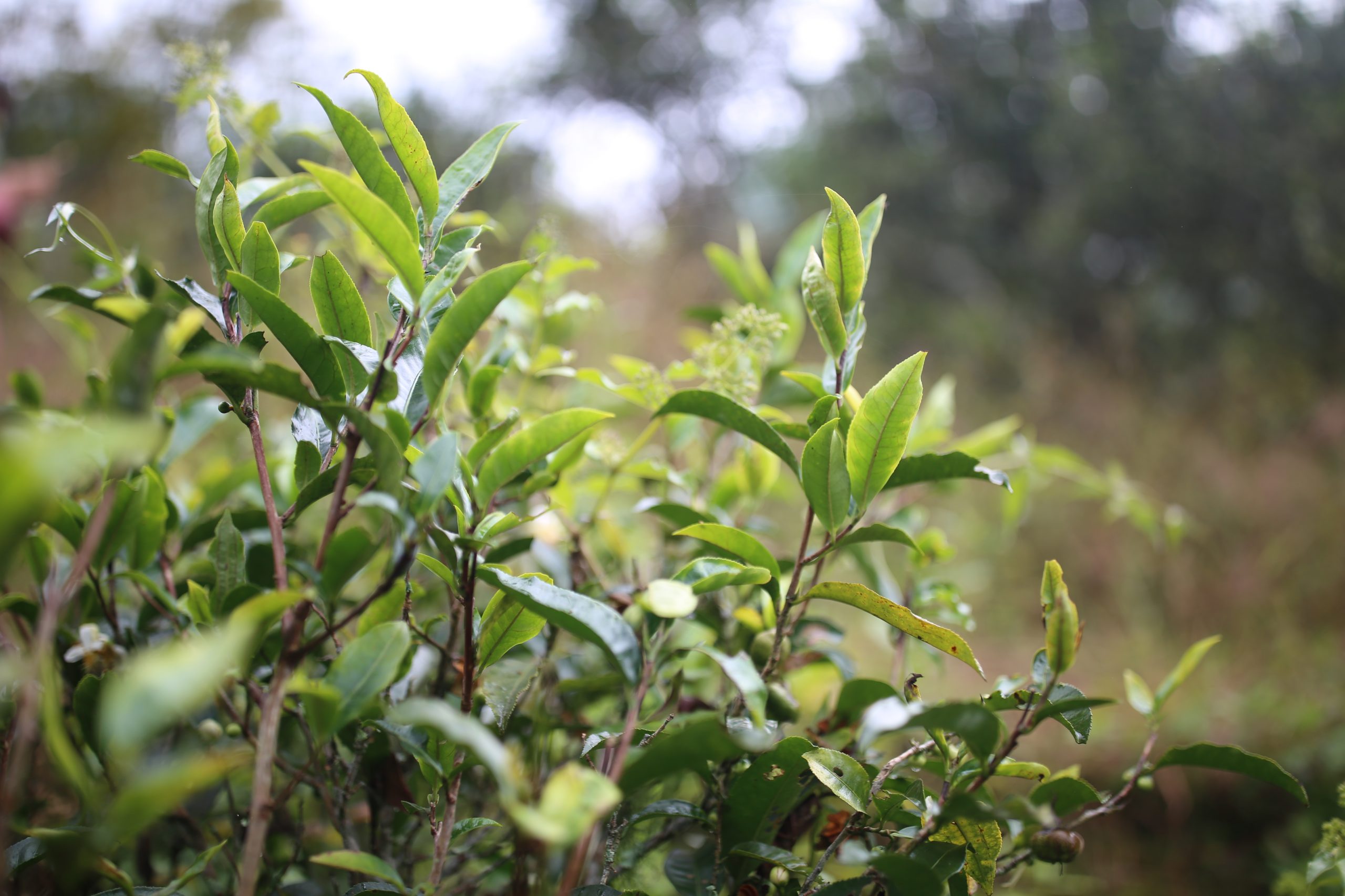 2025年蠻磚古樹(shù)春茶多少錢(qián)一公斤？