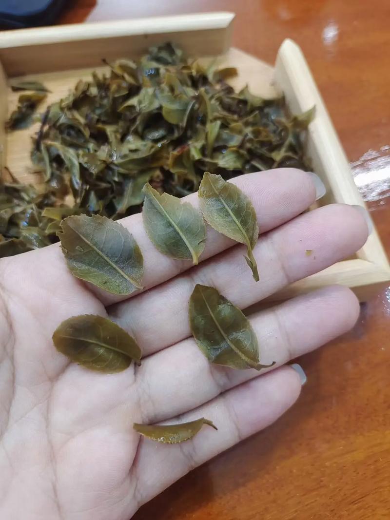 倚邦頭春茶，小葉種的春天