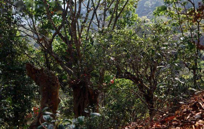 先有莽枝牛滾塘，之后才有普洱府